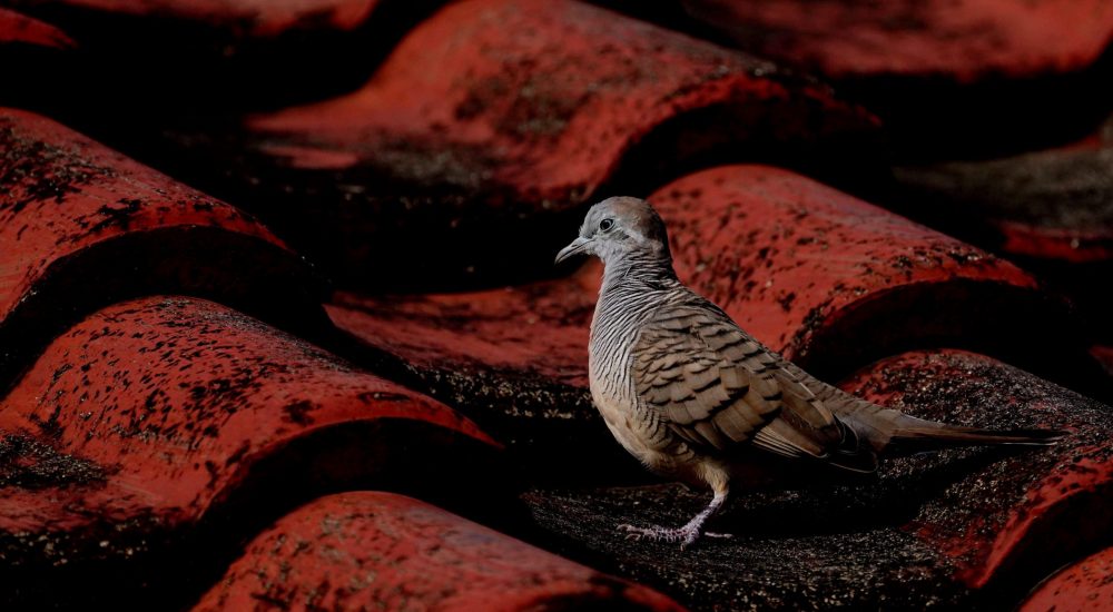 ignartonosbg-zebra-dove-6488440