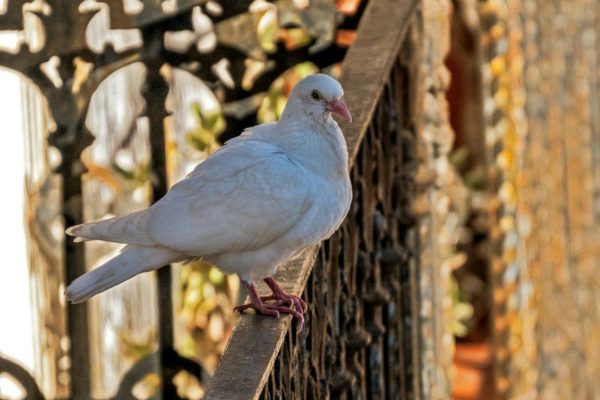 pexels-antonio-lorenzana-bermejo-353570724-14577263